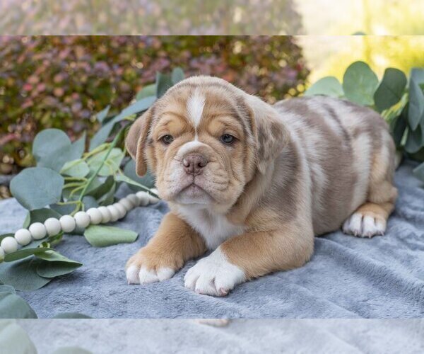 Medium Photo #1 Beabull Puppy For Sale in MILLERSBURG, OH, USA