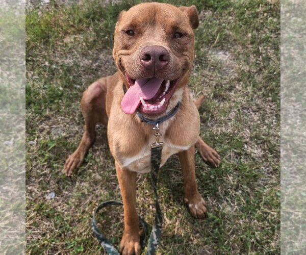 Medium Photo #2  Puppy For Sale in , 
