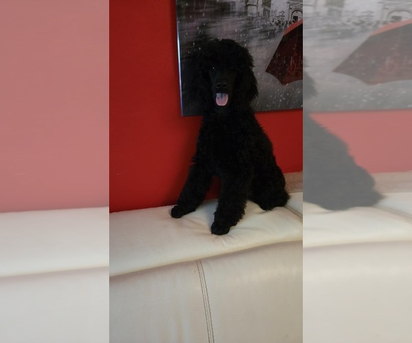 Medium Photo #2 Poodle (Standard) Puppy For Sale in OKEECHOBEE, FL, USA