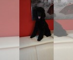 Small #1 Poodle (Standard)