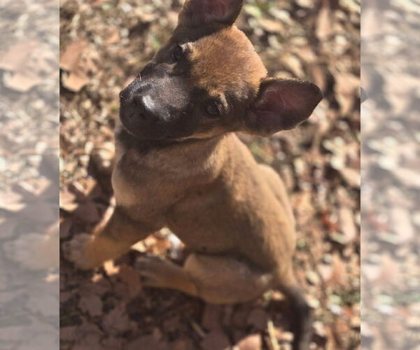 Medium Photo #1 Mutt Puppy For Sale in Alexander, AR, USA