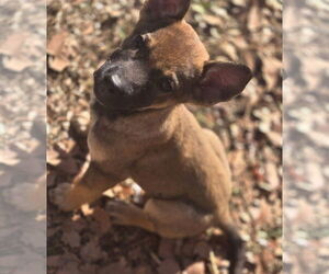 Mutt Dogs for adoption in Alexander, AR, USA