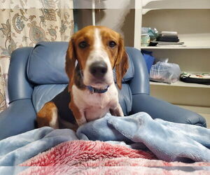 Beagle Dogs for adoption in Tampa, FL, USA