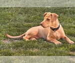 Small #21 Labrador Retriever Mix