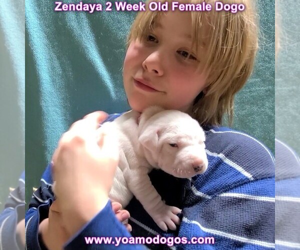 Medium Photo #49 Dogo Argentino Puppy For Sale in JANE, MO, USA