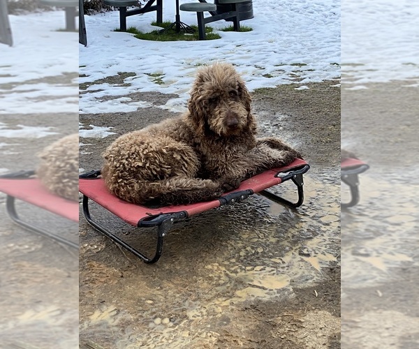 Medium Photo #1 F2 Aussiedoodle-Goldendoodle Mix Puppy For Sale in JESUP, GA, USA