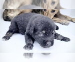 Small German Shepherd Dog
