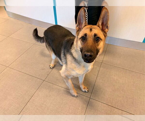 Medium Photo #1 German Shepherd Dog Puppy For Sale in Rancho Cucamonga, CA, USA