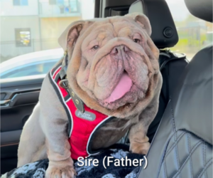 Father of the Bulldog puppies born on 07/05/2025