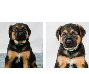 English Setter-German Shepherd Dog Mix Puppy for sale in PEYTON, CO, USA