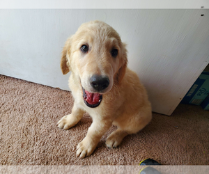 English Cream Golden Retriever Puppy for sale in CINCINNATI, OH, USA
