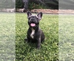 Small Photo #63 French Bulldog Puppy For Sale in WHITTIER, CA, USA