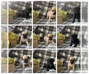 Puggle Puppy for Sale in ELKTON, Virginia USA