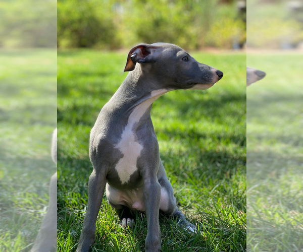 Medium Photo #30 Italian Greyhound Puppy For Sale in SAINT GEORGE, UT, USA