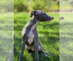 Small #29 Italian Greyhound