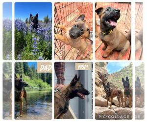 Belgian Malinois Litter for sale in ENGLEWOOD, CO, USA