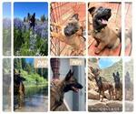 Small Belgian Malinois