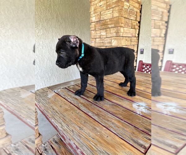 Medium Photo #8 Cane Corso Puppy For Sale in HEMET, CA, USA
