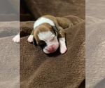 Small Photo #14 Boxer Puppy For Sale in PONTOTOC, MS, USA