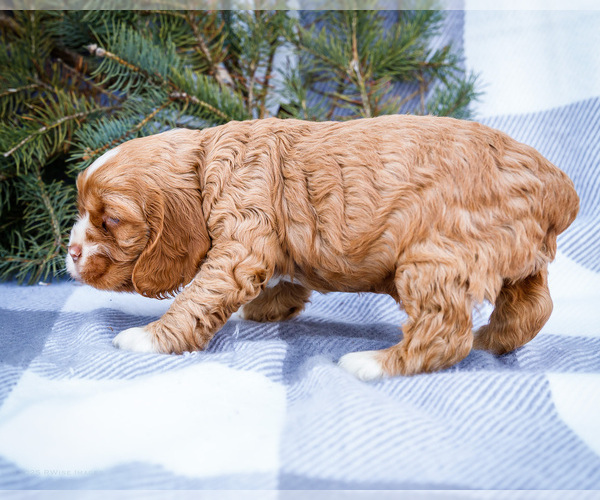 Medium Photo #38 Cocker Spaniel Puppy For Sale in WAKARUSA, IN, USA