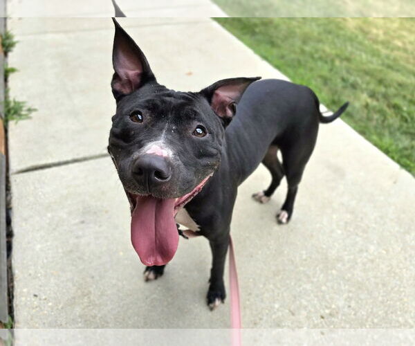 Medium Photo #1 American Pit Bull Terrier-Unknown Mix Puppy For Sale in Millersville, MD, USA