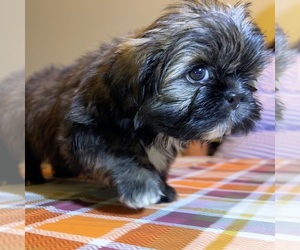 Shih Tzu Puppy for Sale in MOORESVILLE, North Carolina USA