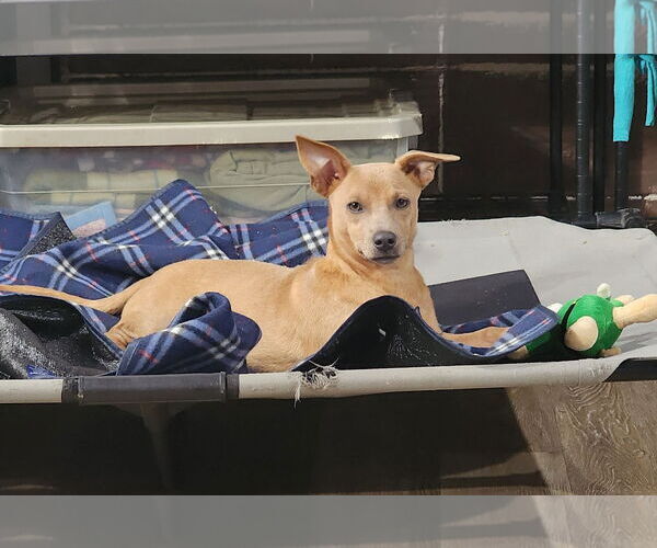 Medium Photo #2 Dachshund-Unknown Mix Puppy For Sale in Marine City, MI, USA