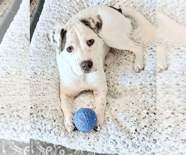 Medium Photo #1 Mutt Puppy For Sale in Greenville, SC, USA