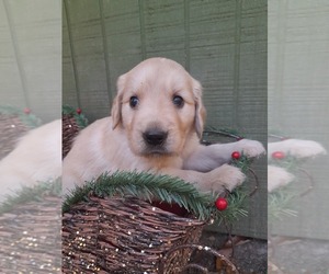 Golden Retriever Puppy for sale in DAWSONVILLE, GA, USA