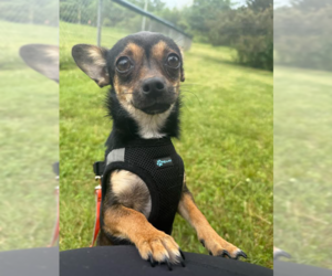 Chihuahua-Unknown Mix Dogs for adoption in Cranston, RI, USA