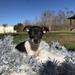 Small Chihuahua-Ratshire Terrier Mix