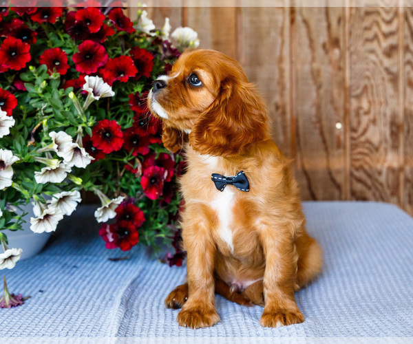 Medium Photo #8 Cavalier King Charles Spaniel Puppy For Sale in WAKARUSA, IN, USA