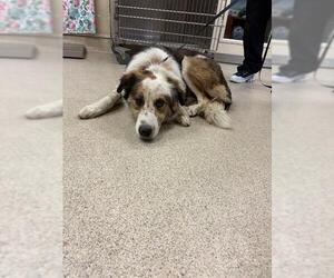 Australian Shepherd-Unknown Mix Dogs for adoption in Riverside, CA, USA