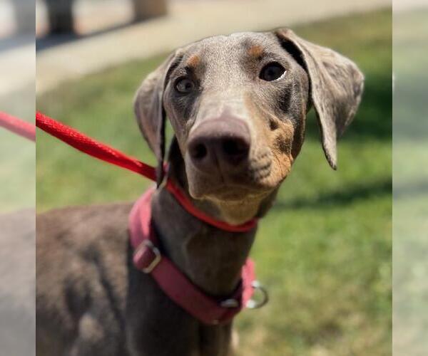 Medium Photo #2 Doberman Pinscher Puppy For Sale in San Diego, CA, USA