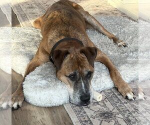 Brutus - Male German Shepherd Dog-Great Dane Mix Dog for Adoption - Photo #2