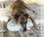 Small Photo #2 German Shepherd Dog-Great Dane Mix Puppy For Sale in Princeton, MN, USA