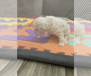 Poodle (Toy) Puppy for sale in BENNETT, CO, USA