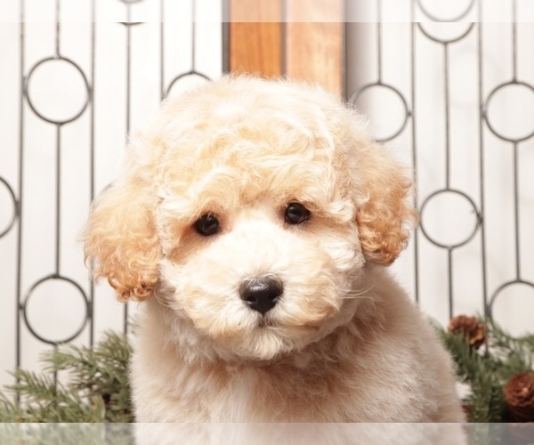 Medium Photo #1 Poochon Puppy For Sale in NAPLES, FL, USA