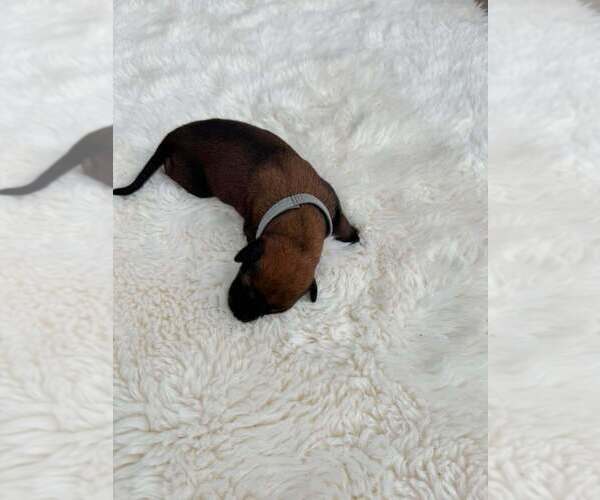 Medium Photo #1 Mutt Puppy For Sale in Imlay City, MI, USA