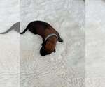 Small Mutt