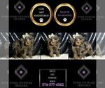 Small Photo #53 Poodle (Miniature) Puppy For Sale in WARSAW, IN, USA
