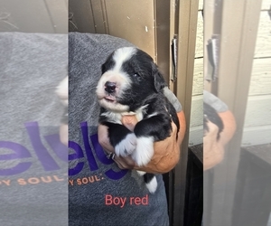Medium Great Bernese