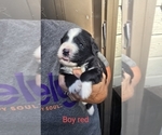 Puppy Red boy Great Bernese