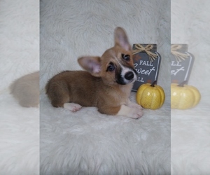 Pembroke Welsh Corgi Puppy for sale in INDIANAPOLIS, IN, USA