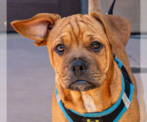 French Bulldog-Unknown Mix Dogs for adoption in Lake Forest, CA, USA