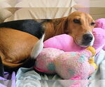 Small #2 Beagle