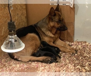 Mother of the German Shepherd Dog puppies born on 02/20/2023