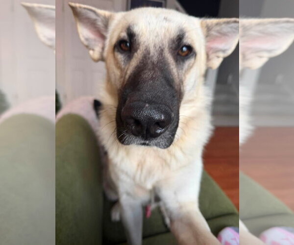 Medium Photo #2 Mutt Puppy For Sale in Germantown, OH, USA