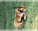 Small Photo #17 Belgian Malinois Puppy For Sale in HARKER HEIGHTS, TX, USA