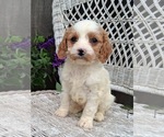 Small Photo #3 Cavapoo (Miniature) Puppy For Sale in STANLEY, WI, USA